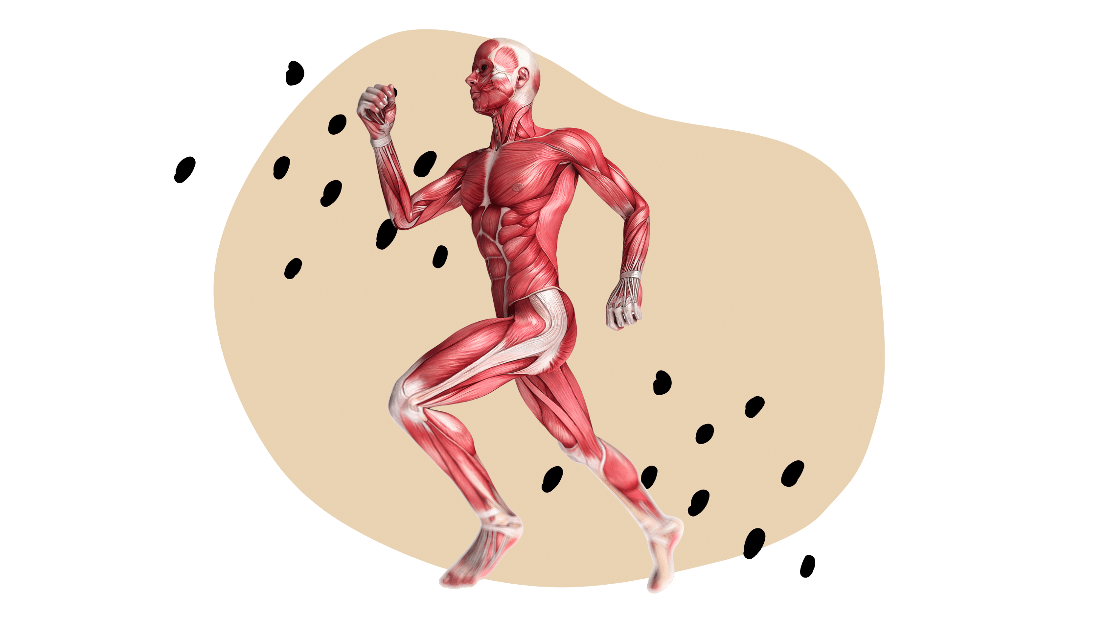 muscoli tendini
